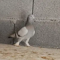 سه عدد کبوتر پرشی  سوسنی جوجه