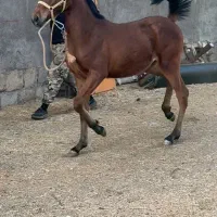اسب مادیان|اسب و تجهیزات اسب‌سواری|مرند, |دیوار
