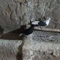 پرنده|پرنده|بروجرد, |دیوار