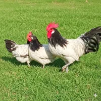 تخم،جوجه،مرغ زینتی لاکنولدر، ورورک، اپنزلر آراکانا|حیوانات مزرعه|مشهد, شهید فرامرز عباسی|دیوار