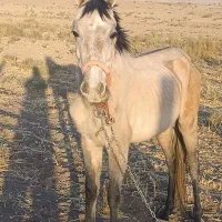 اسب فروشی|اسب و تجهیزات اسب‌سواری|قم, دانشگاه قم|دیوار