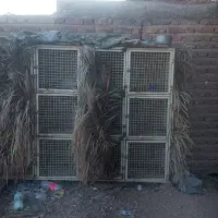 جفتگاه کبوتر ۱۲ جفتی تمام فنس