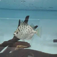 ماهی زینتی گوشتخوار،سیلوراسکات ودالربلک بری