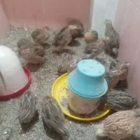 بلدرچین