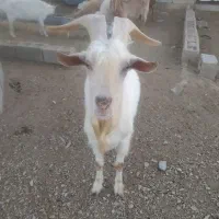 تکه سانن اصل