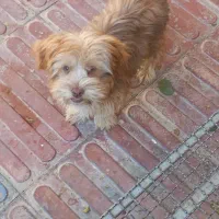 شیتزو|سگ|ابهر, |دیوار