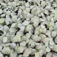 سفارش انواع نشا پذیرفته میشود