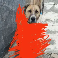 واگذاری   پیدا شده