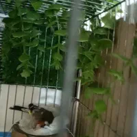 جفت سهره مولد با ۵ تخم