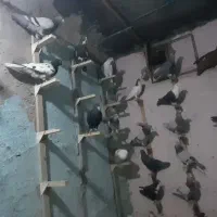 بله نرپریده