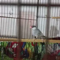 فنچ سیلور ماده مولد قیمت مقطوع