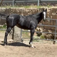 اسب وارداتی kwpn
