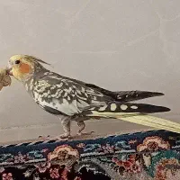 عروس هلندی دستی و آواز خان