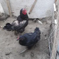 فروش سه عدد مرغ مشکی تخم گذار|حیوانات مزرعه|شاهین دژ, |دیوار