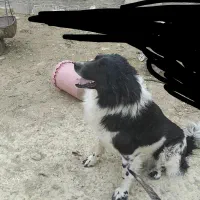 سگ گله روزگاری