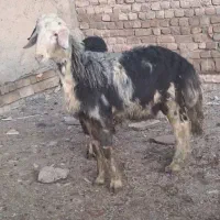 دوتا بره نر درشت پوستگاوی مخصوص داشت