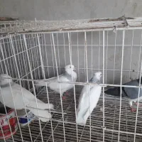 کبوتر طوقی ابی