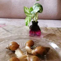 فروش حلزون آلبینو|خزنده|اصفهان, باغ فردوس|دیوار