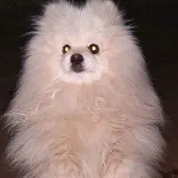 پامرین عروسک