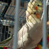 عروس هلندی|پرنده|هشتگرد, شهرک بعثت|دیوار