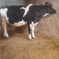 گاو هلندی آبستن