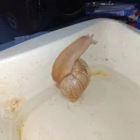 حلزون اجاتینا