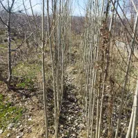 فروش نهال یا قلمه تبریز و خوی