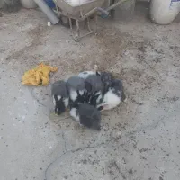 چند عدد خرگوش معاوضه با کبوتر