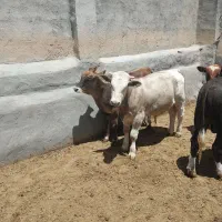 گوساله پرواری