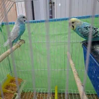 مرغ عشق نره ماده|پرنده|بندر ماهشهر, |دیوار