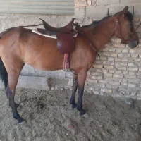 مادیان سواری دار