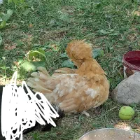 گمشده|حیوانات|زنجان, |دیوار