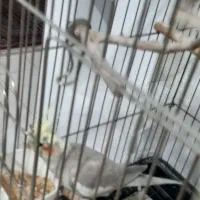 عروس هلندی|پرنده|فردیس, فرامرزیه|دیوار