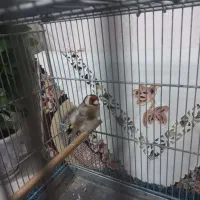 سهره قرص خون