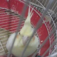 یک جفت عروس هلندی ویک جفت طوطی برزیلی برای فروش|پرنده|باغستان, |دیوار