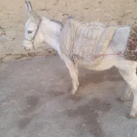 الاغ|حیوانات مزرعه|همدان, |دیوار