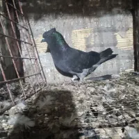 کبوتر نر|پرنده|بندرعباس, |دیوار