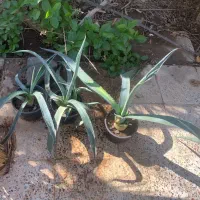 آلوورا ، آگاو