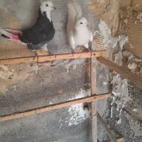 کفتر درجه یک ضمانتی|پرنده|رباط‌کریم, انجم آباد|دیوار