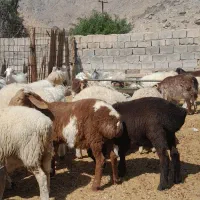 بره نر چینی ومحلی بز کهره نرنری معاوضه باپژومزدا|حیوانات مزرعه|سیرجان, |دیوار
