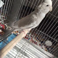 فروش عروس هلندی نژاد وایت فیس|پرنده|قهستان, |دیوار