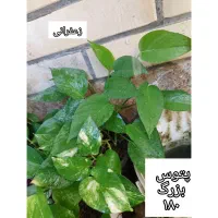 گلهای شاداب وارزان|گل و گیاه طبیعی|چابهار, |دیوار