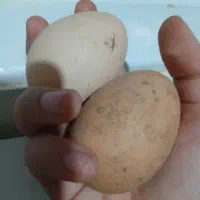 تخم مرغ محلی تازه