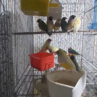 فنج گلدین همه بالغ|پرنده|فومن, |دیوار