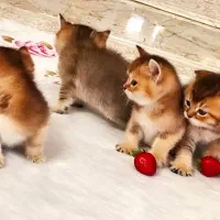 خرید گربه گولد چینچیلا