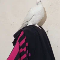 کبوتر سفید سنگین پریش