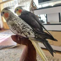 عروس هلندی  جفت مولد سخنگو