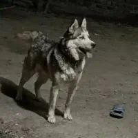 هاسکی|سگ|اسدآباد, |دیوار