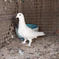 کبوترسفید|پرنده|شیراز, نصر|دیوار