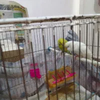 پرنده